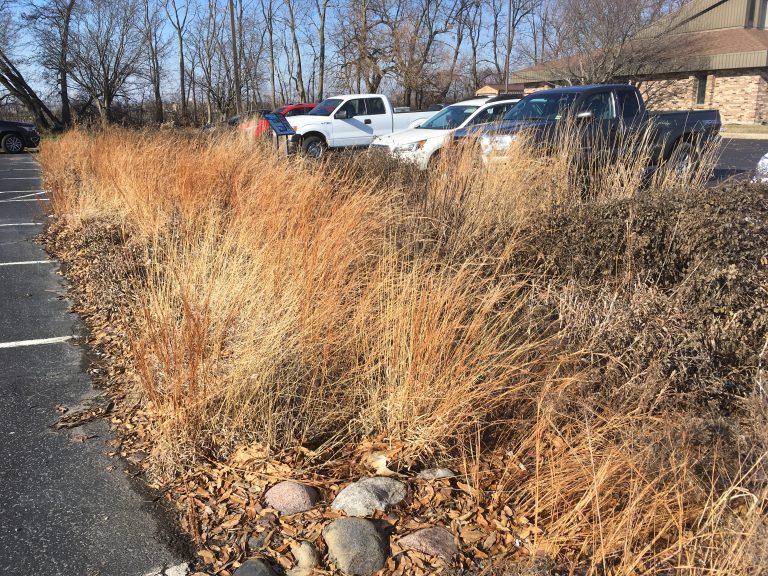 Rain garden at the Extension Parking lot in Lafayette