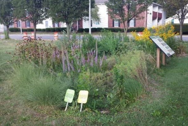 rain garden in Lafayette